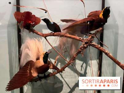 Plumes de Paradis, l'expo au musée du Quai Branly - nos photos