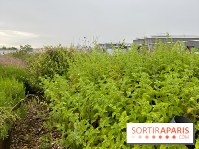 L'aromathèque Persépolis, sur le toit de la bourse du travail à Saint-Denis - nos photos