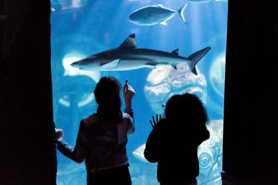Val d’Europe célèbre les 25 ans de SEA LIFE Paris avec un événement immersif inédit