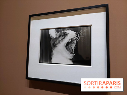 Photographies japonaises de la BnF - nos photos de l'exposition