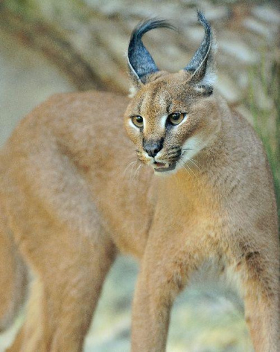 La Ménagerie du Jardin des Plantes accueille de nouveaux félins