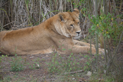 Voler au-dessus des lions, la tyrolienne insolite du Zoo de Thoiry