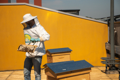 Domus lance des ateliers récolte de miel sur sa terrasse végétale 