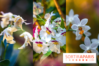 Mille et une Orchidées 2025 : l'exposition florale du Jardin des Plantes se dévoile