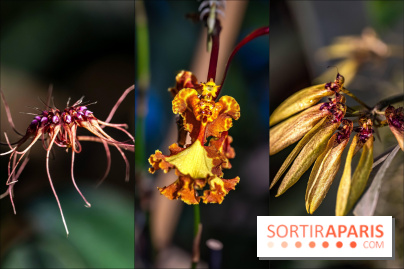 Mille et une Orchidées 2025 : l'exposition florale du Jardin des Plantes se dévoile