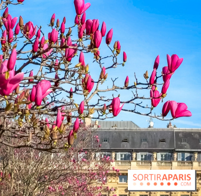 Paris : le printemps prend de l'avance : 6 spots d'arbres en fleurs à découvrir en ce moment : Palais Royal