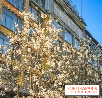 Paris : le printemps prend de l'avance : 6 spots d'arbres en fleurs à découvrir en ce moment - Samaritaine