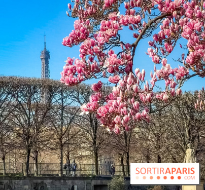 Paris : le printemps prend de l'avance : 6 spots d'arbres en fleurs à découvrir en ce moment - Jardin des Tuileries