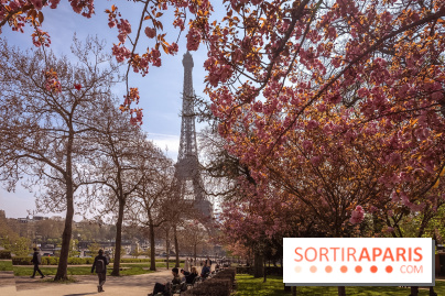 Les cerisiers du Trocadéro fleurissent avec de l'avance