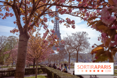 Les cerisiers du Trocadéro fleurissent avec de l'avance en ce printemps 2026