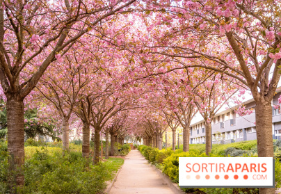 La Mail de Bièvre et ses cerisiers en fleurs, le spot Hanami caché à Paris