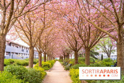 La Mail de Bièvre et ses cerisiers en fleurs, le spot Hanami caché Paris 13e