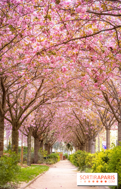 La Mail de Bièvre et ses cerisiers en fleurs, le spot Hanami caché Paris 13e