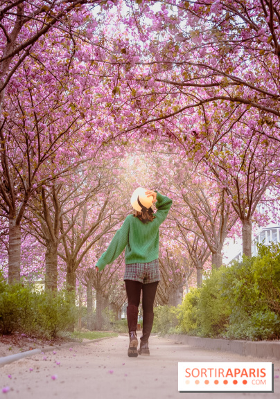 La Mail de Bièvre et ses cerisiers en fleurs, le spot Hanami caché Paris 13e