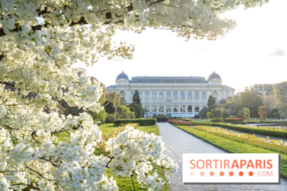 Cerisier du Japon Shirotae du Jardin des Plantes : l'arbre remarquable au blanc éclatant en fleurs