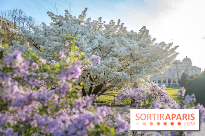 Cerisier du Japon Shirotae du Jardin des Plantes : l'arbre remarquable au blanc éclatant en fleurs