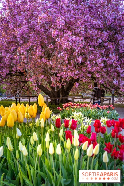 Cerisier du Japon Shirotae du Jardin des Plantes : l'arbre remarquable au blanc éclatant en fleurs