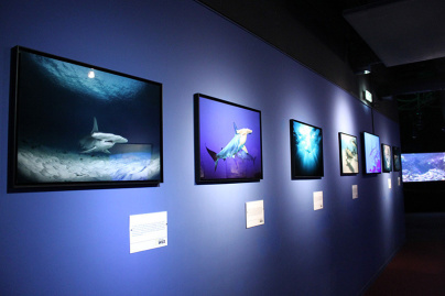 L'histoire des requins, l'expo de l'Aquarium de Paris