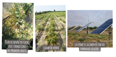 Les nouvelles colorations BIo au hennés d’Aroma-Zone