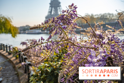 Où voir des glycines en fleurs à Paris