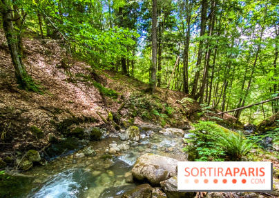 Les Nuits des Forêts 2022, redécouvrez vos forêts !