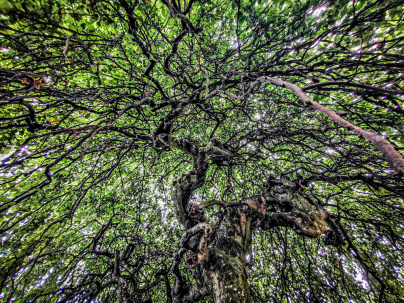 Aidez à recenser les plus beaux arbres de Paris !