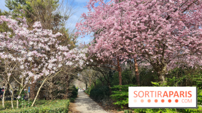 Où voir des cerisiers en fleurs à Paris et en Île-de-France : nos spots coup de cœur !