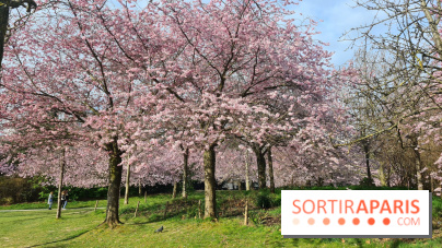 Où voir des cerisiers en fleurs à Paris et en Île-de-France : nos spots coup de cœur !