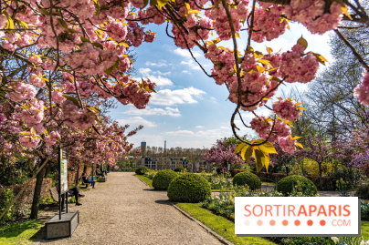 Où voir des cerisiers en fleurs à Paris et en Île-de-France : nos spots coup de cœur !