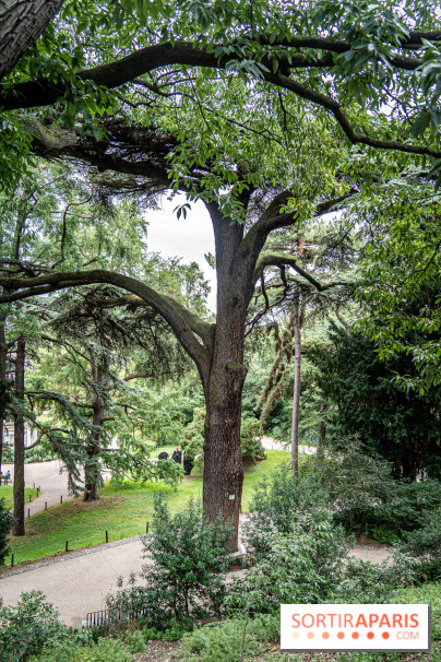 Le saviez-vous ? Découvrez le plus ancien cèdre du Liban de France à Paris et son histoire insolite