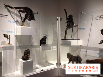 Sur la piste des Grands Singes