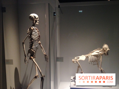 Sur la piste des Grands Singes