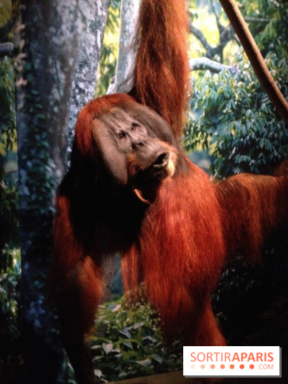 Sur la piste des Grands Singes