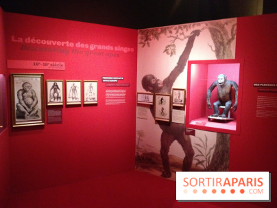 Sur la piste des Grands Singes