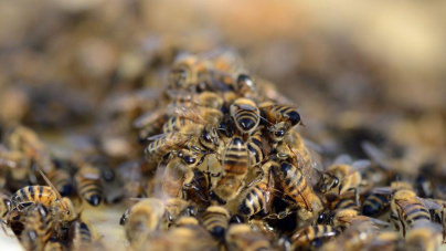 Vive le miel de Paris ! 