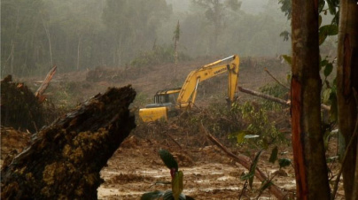 Projection gratuite du documentaire Forêt mouvante