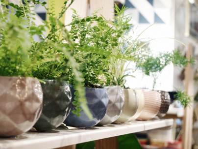 Le nouveau Bar à Plantes de Bobart'