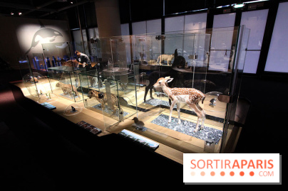 Exposition BéBés animaux à la Cité des Sciences, les photos