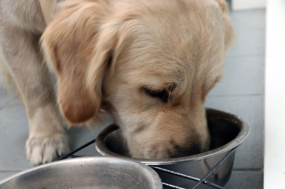 Lily's Kitchen, une gamme d'aliments sains pour vos animaux de compagnie.