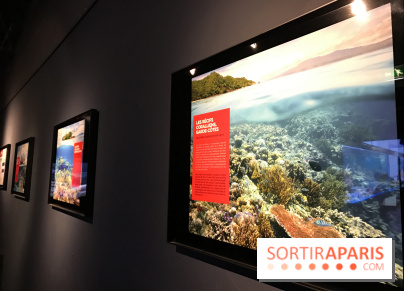 Les récifs Coralliens s'exposent à l'Aquarium de Paris