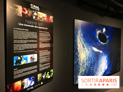 Les récifs Coralliens s'exposent à l'Aquarium de Paris