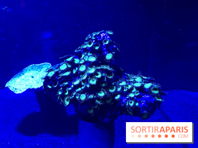 Les récifs Coralliens s'exposent à l'Aquarium de Paris