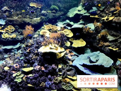 Les récifs Coralliens s'exposent à l'Aquarium de Paris