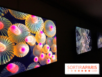 Les récifs Coralliens s'exposent à l'Aquarium de Paris