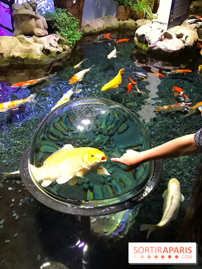 Les récifs Coraliens s'exposent à l'Aquarium de Paris