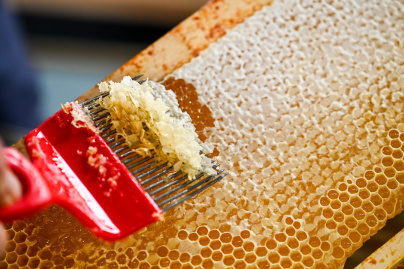 Ateliers d'initiation à l'apiculture durable aux Ruches Villette