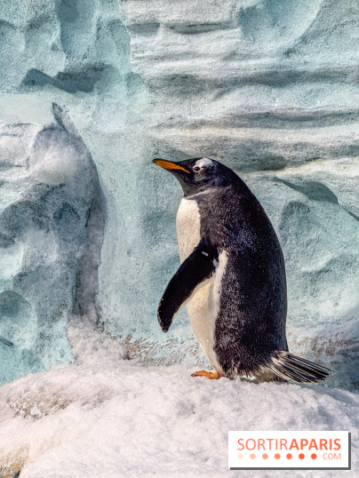 Neige et verglas : c'est quoi la posture du pingouin, pour éviter de tomber dans la rue ?