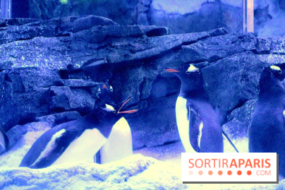 Les Manchots de l'Aquarium Sea Life