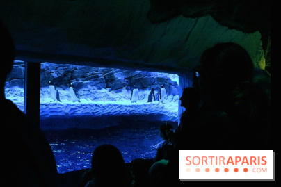 Les Manchots de l'Aquarium Sea Life