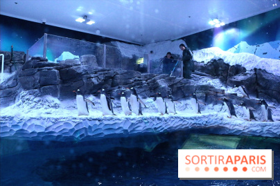 Les Manchots de l'Aquarium Sea Life